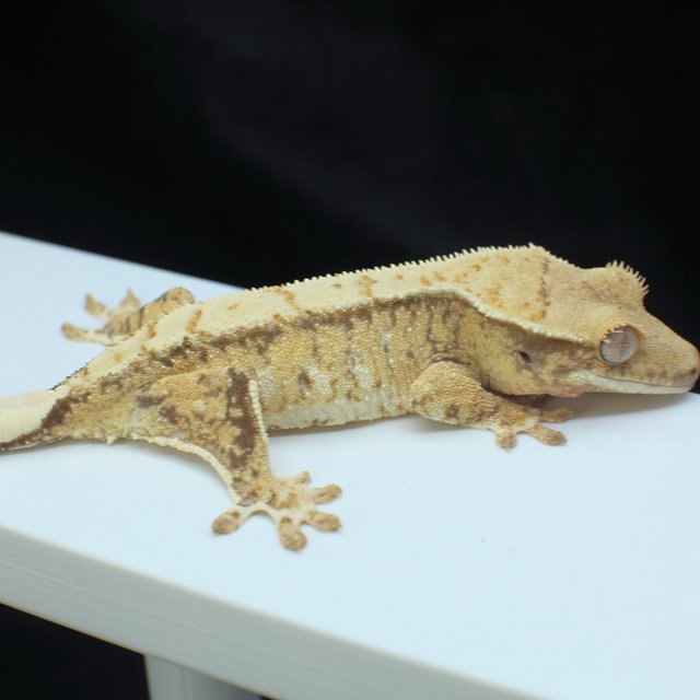 노멀 트라이 드리피