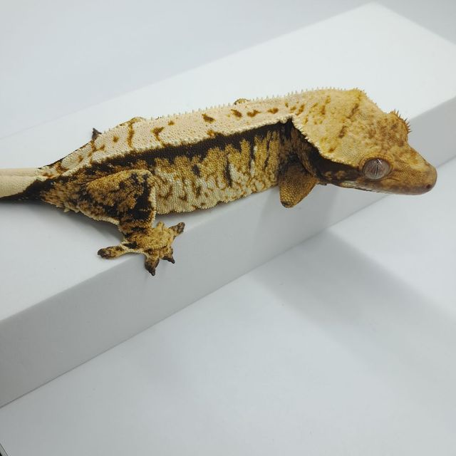 익스트림할리퀸 트라이