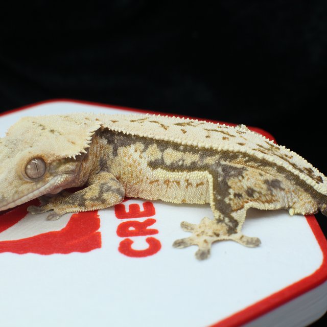 노멀 풀핀 쿼드