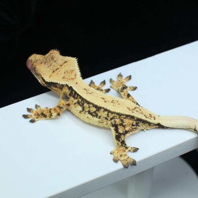 노멀 트라이 쿼드 풀핀