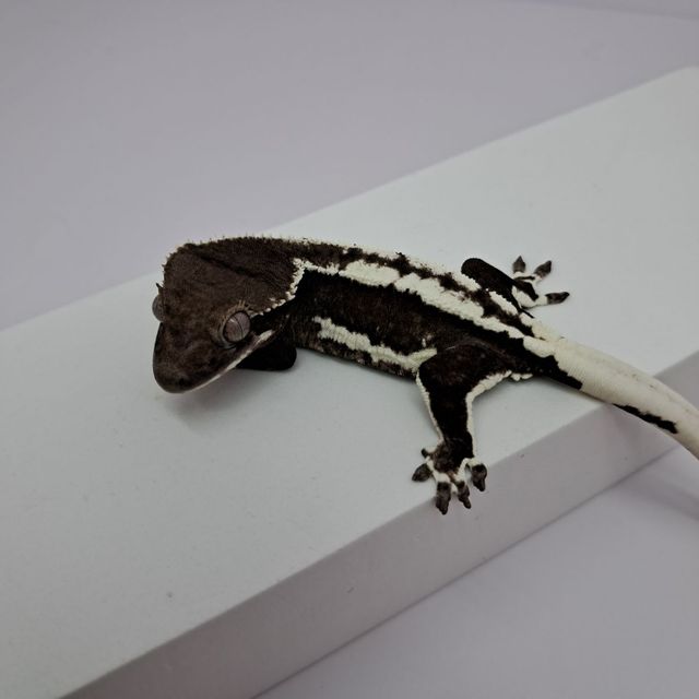 릴잔틱