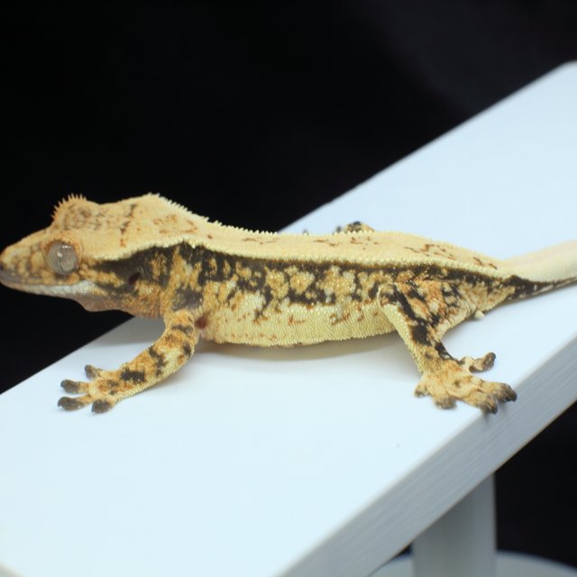 노멀 트라이 쿼드 풀핀