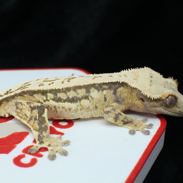 노멀 풀핀 쿼드