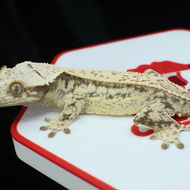 노멀 드리피 풀핀