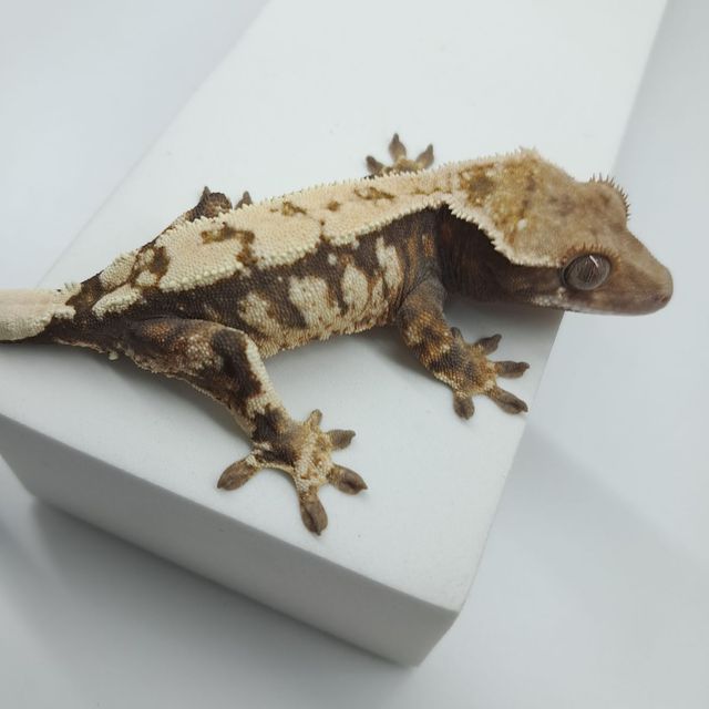 세이블