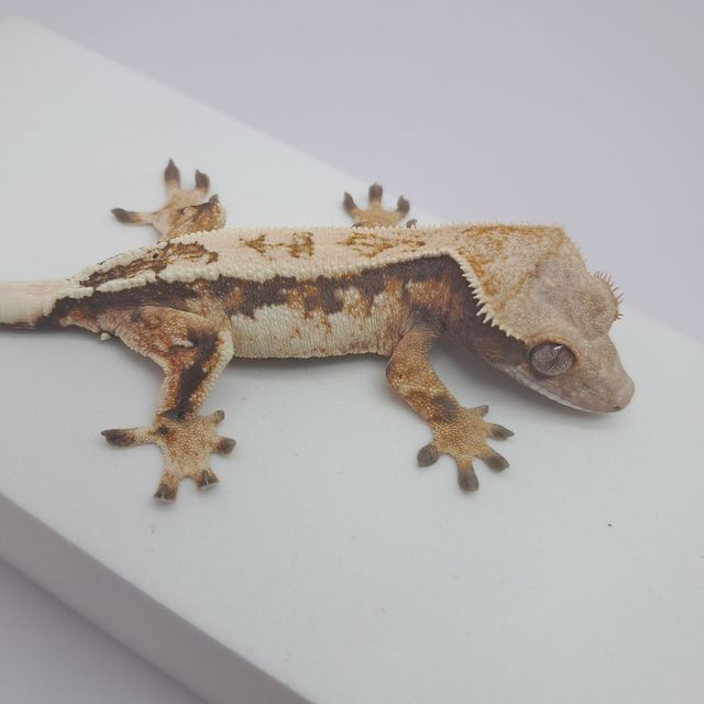 세이블