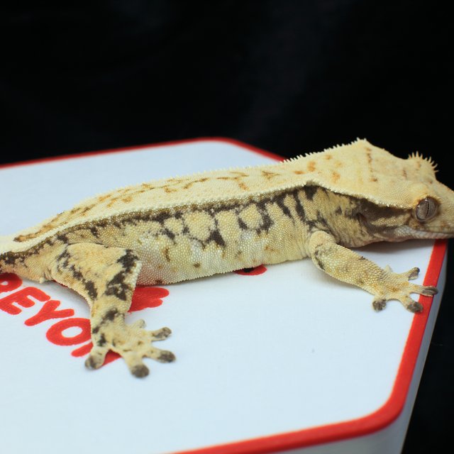 풀핀 노멀 트라이 드리피