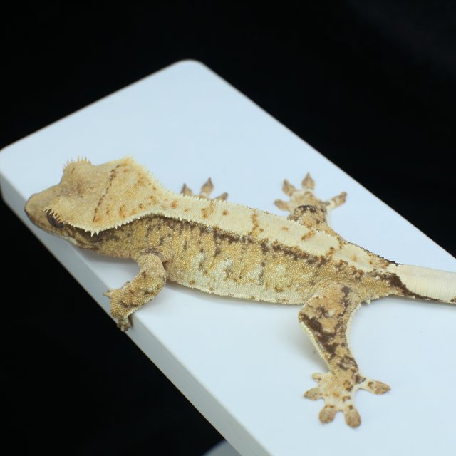 노멀 트라이 드리피