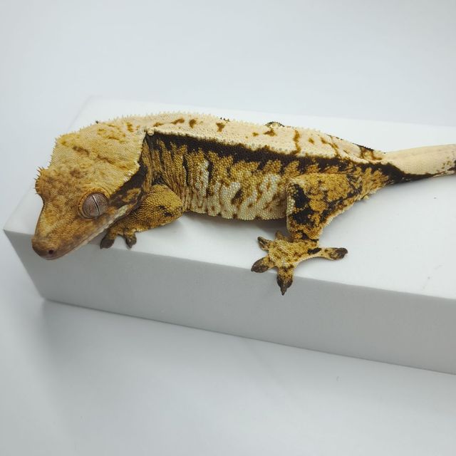 익스트림할리퀸 트라이