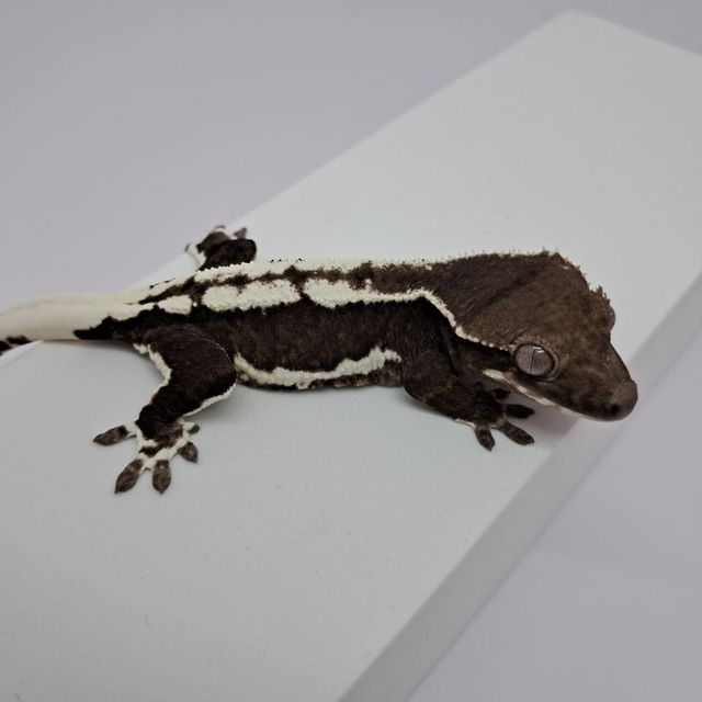 릴잔틱