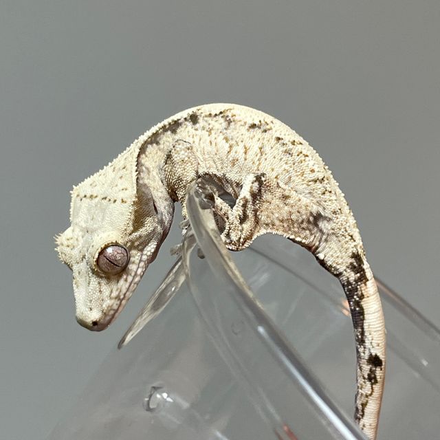 노멀 드리피 화이트스팟