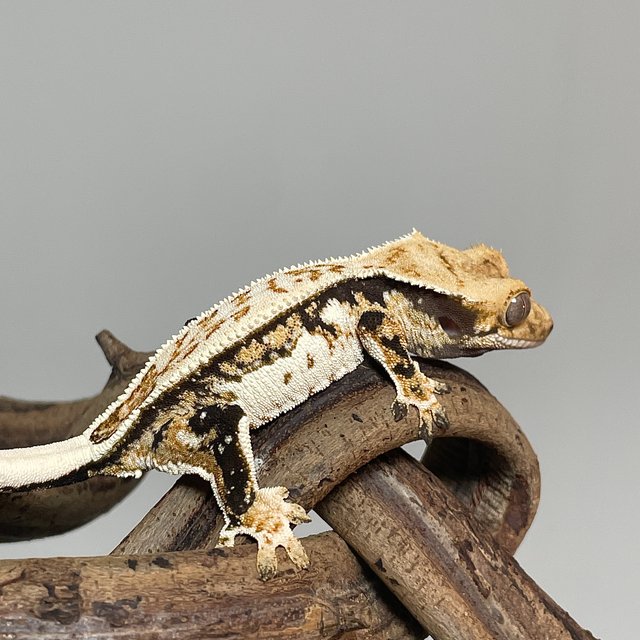 노멀 트라이 쿼드 화이트스팟