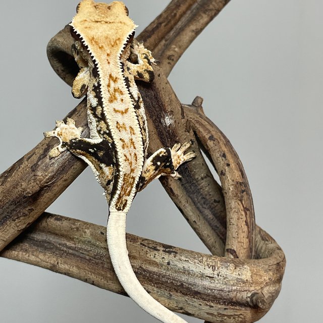 노멀 트라이 쿼드 화이트스팟