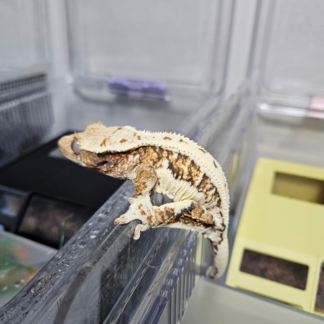 릴리화이트 트라이 익스트림할리퀸