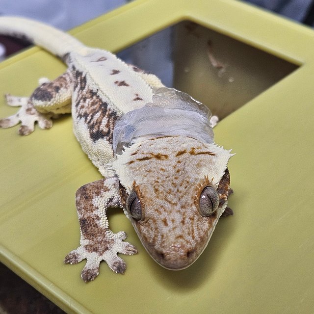 릴리화이트 트라이 익스트림할리퀸