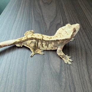 노멀 익스트림할리퀸