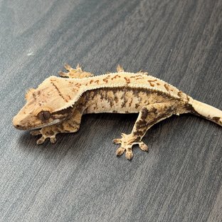 노멀 익스트림할리퀸 화이트