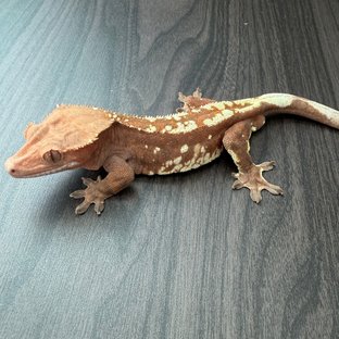 카푸치노 레드 화이트포트홀