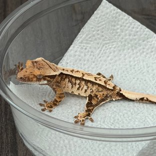 노멀 익스트림할리퀸 화이트