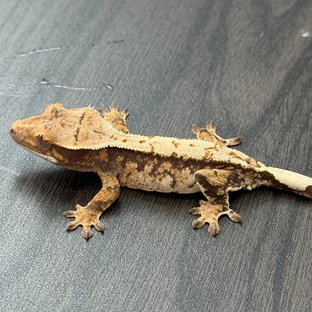 노멀 트라이 텐저린 화이트