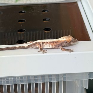 슈퍼세이블 릴리 솔리드백