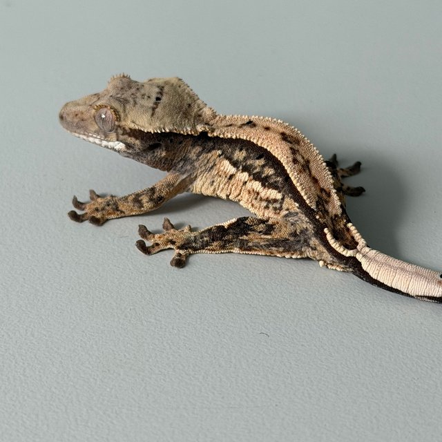 100%헷초초 쿼드