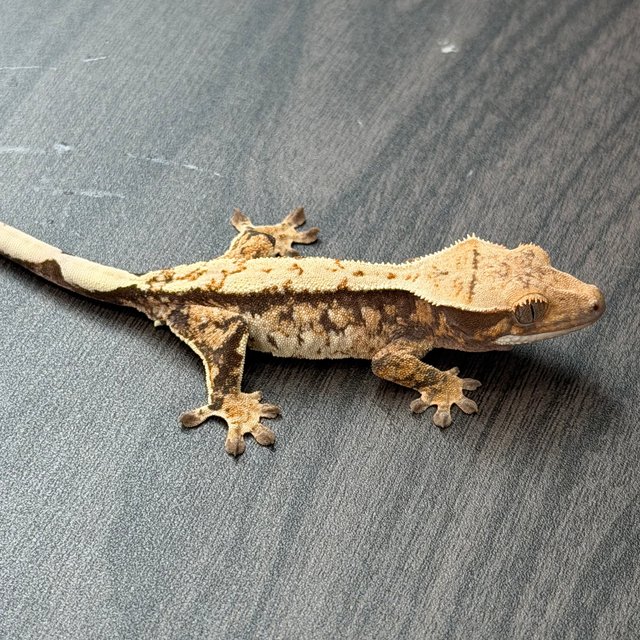 노멀 트라이 텐저린 화이트