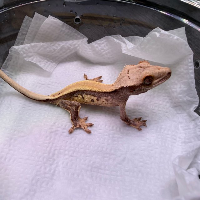 노멀 솔리드백 쿼드 풀핀