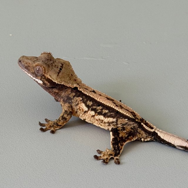 100%헷초초 쿼드