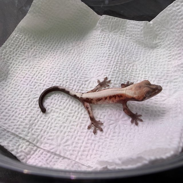 슈퍼세이블 릴리 솔리드백