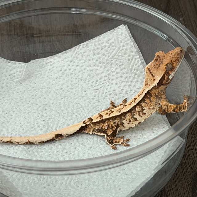 노멀 익스트림할리퀸 화이트