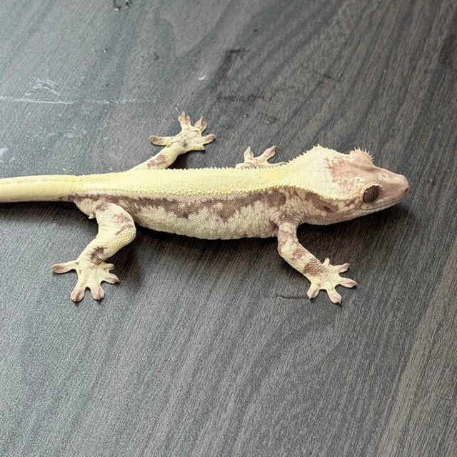 릴리 세이블 솔리드백 풀핀