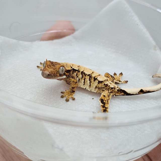 노멀 트라이 익스트림할리퀸