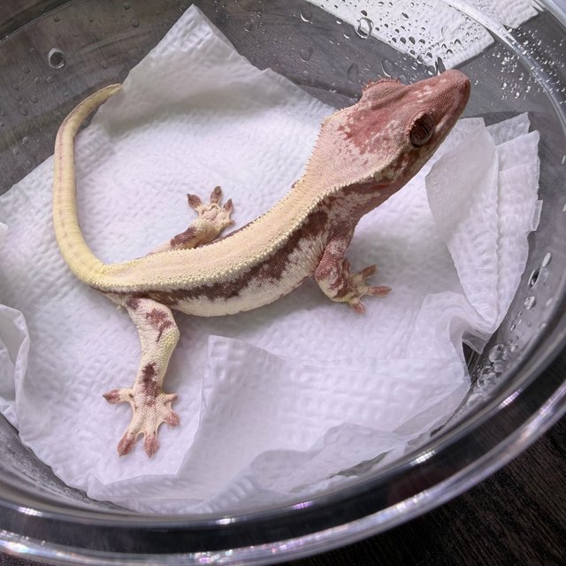 릴리 세이블 솔리드백 풀핀