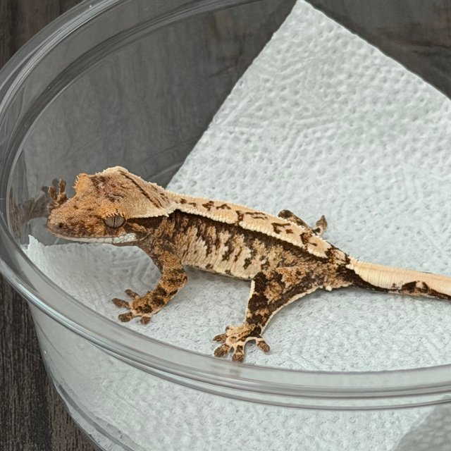 노멀 익스트림할리퀸 화이트