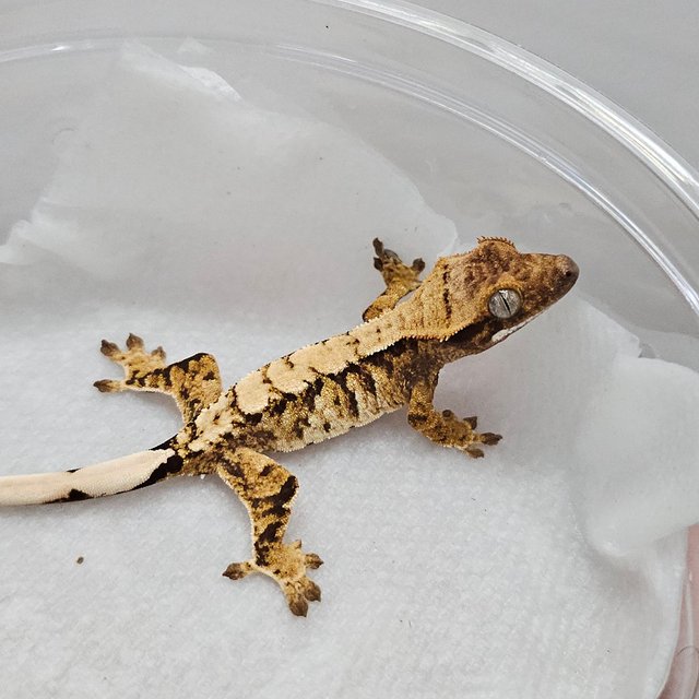 노멀 트라이 익스트림할리퀸