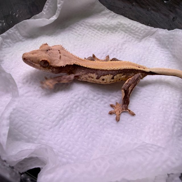 노멀 솔리드백 쿼드 풀핀