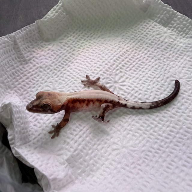 슈퍼세이블 릴리 솔리드백