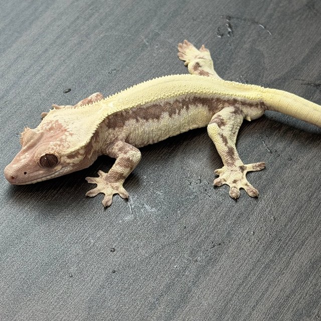 릴리 세이블 솔리드백 풀핀