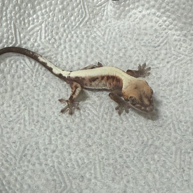 슈퍼세이블 릴리 솔리드백