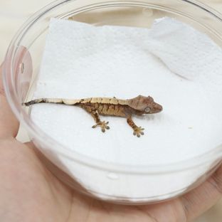 세이블