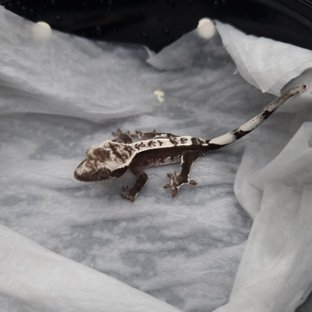아잔틱