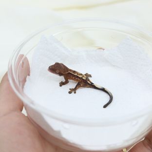 세이블