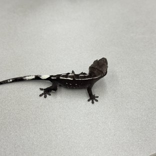 아잔틱