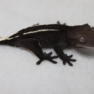 아잔틱
