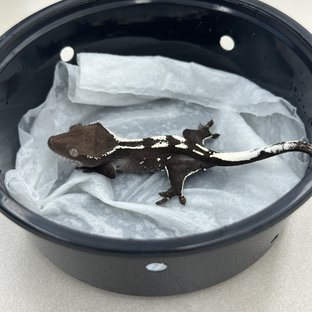 아잔틱