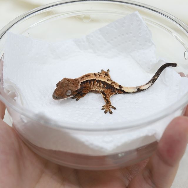 세이블