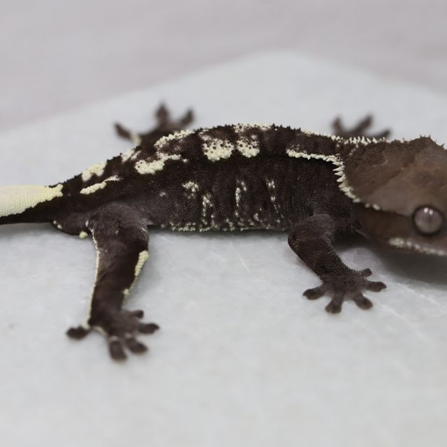 아잔틱