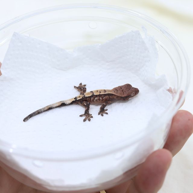 세이블