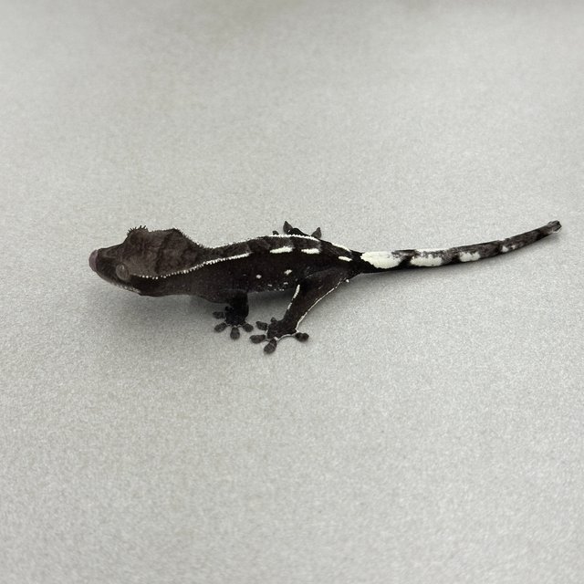 아잔틱